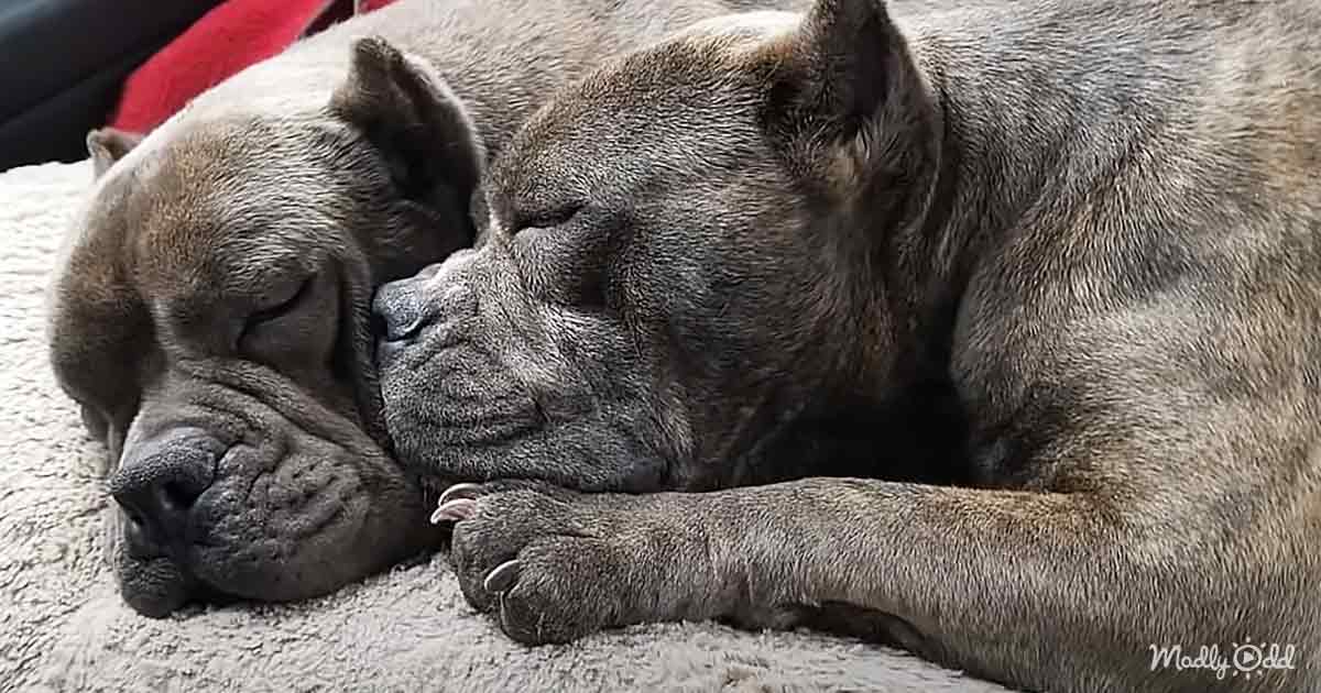 The Heartwarming Journey of Two Pitties, determined to stay together, as they travel across continents to meet their adoring father. - Puppies Love