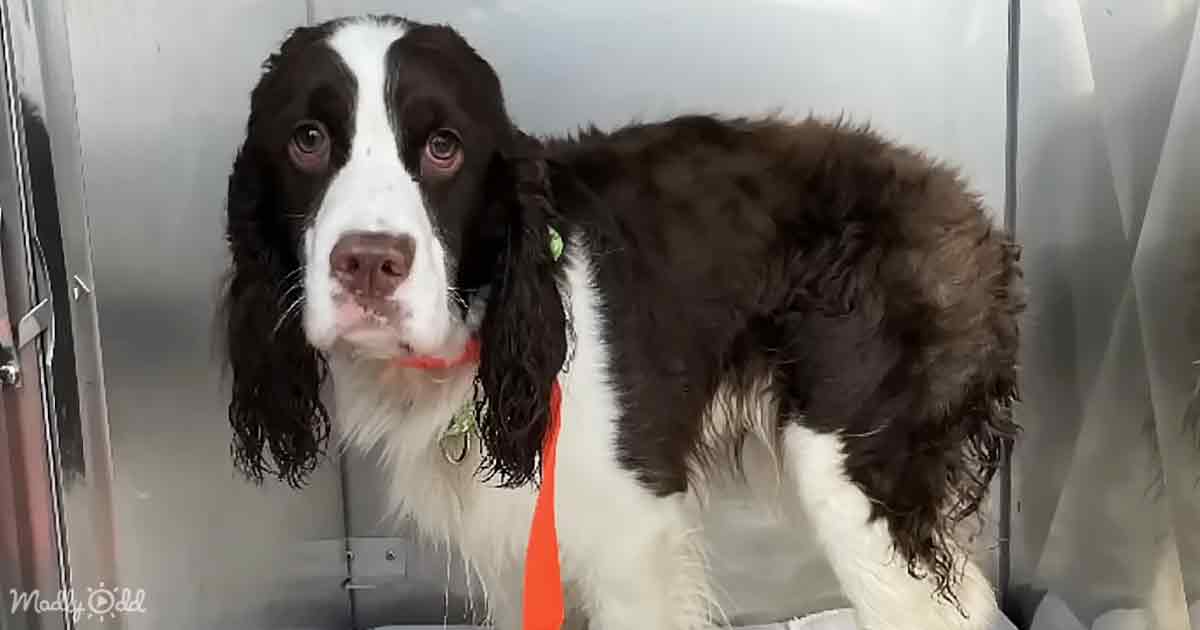 A jogger comes to the rescue of a dog trapped beneath boulders at Ocean Beach. – Puppies Love