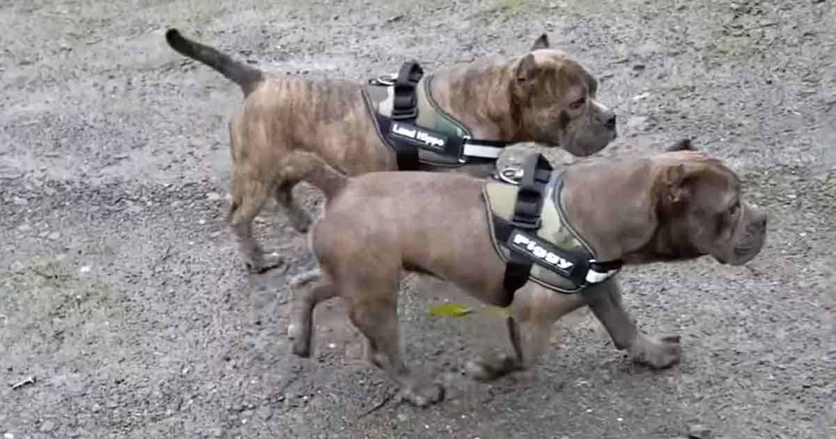 The Heartwarming Journey of Two Pitties, determined to stay together, as they travel across continents to meet their adoring father. - Puppies Love