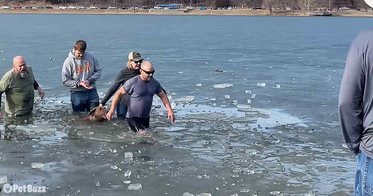 Lifesaver Saves Dog from Perilous Waters. – Puppies Love