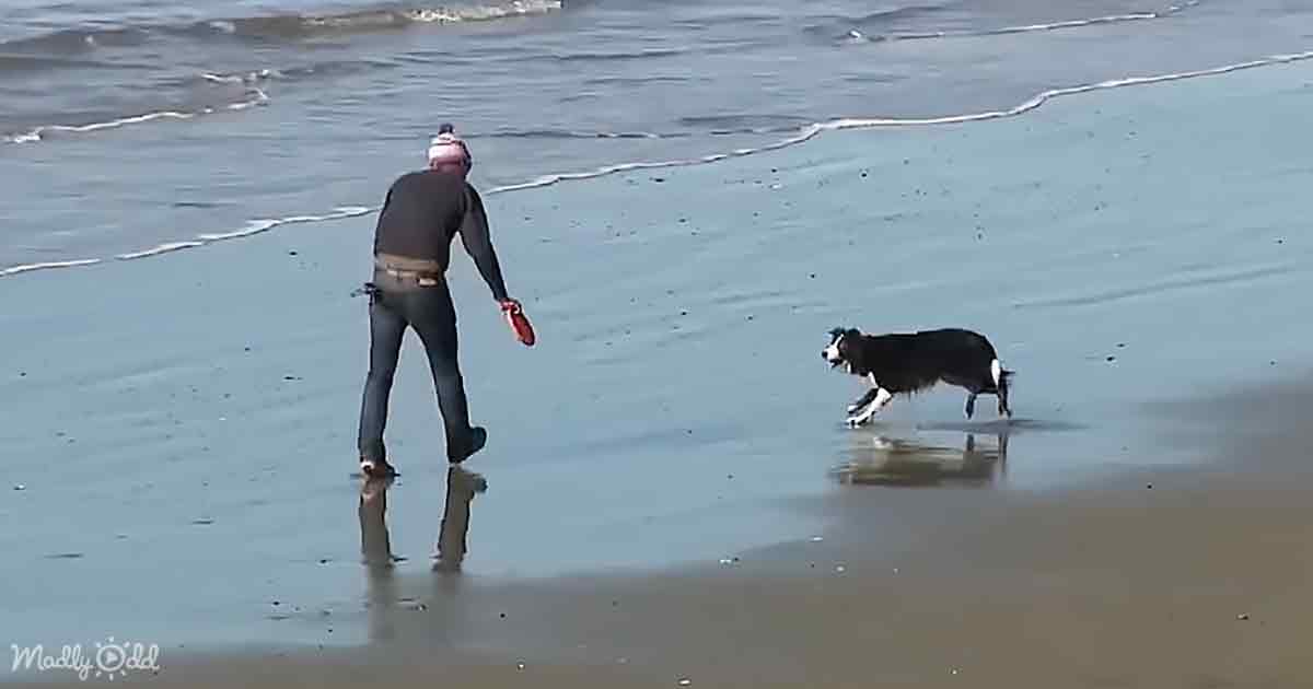 A jogger comes to the rescue of a dog trapped beneath boulders at Ocean Beach. – Puppies Love