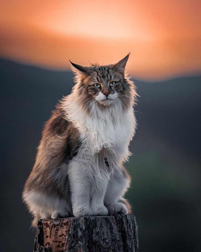 Unleashing Majesty: The Norwegian Forest Cat's Regal Adventures in the Great Outdoors. - Yeudon