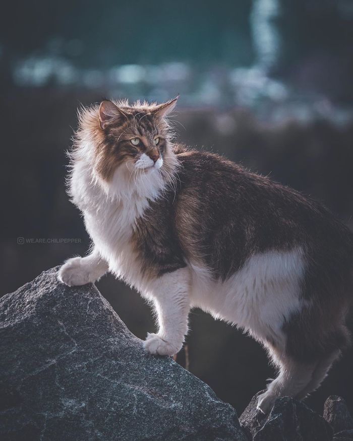 Unleashing Majesty: The Norwegian Forest Cat's Regal Adventures in the Great Outdoors. - Yeudon