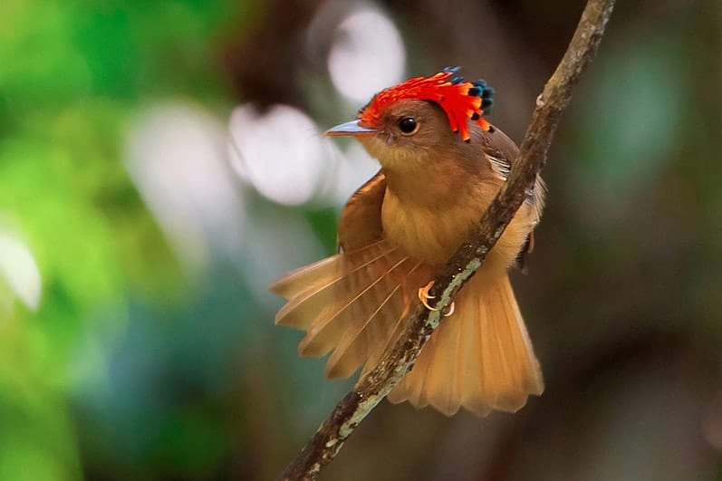 Northern Royal Flycatcher: The Majestic Bird with an Exquisite Crown - Sporting ABC