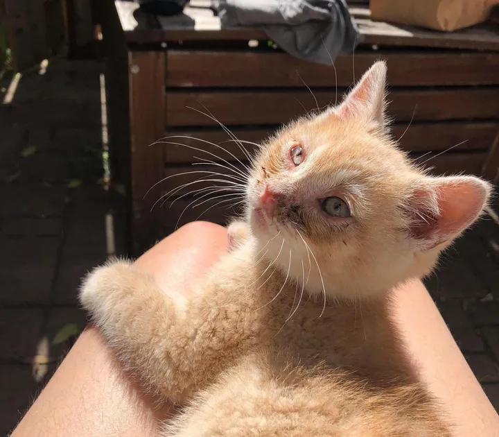 Seeking Help Leads to Love: Cat Sneaks into Yard, Transforms into Sweet Lap Cat, Spreading Joy. - Lillise