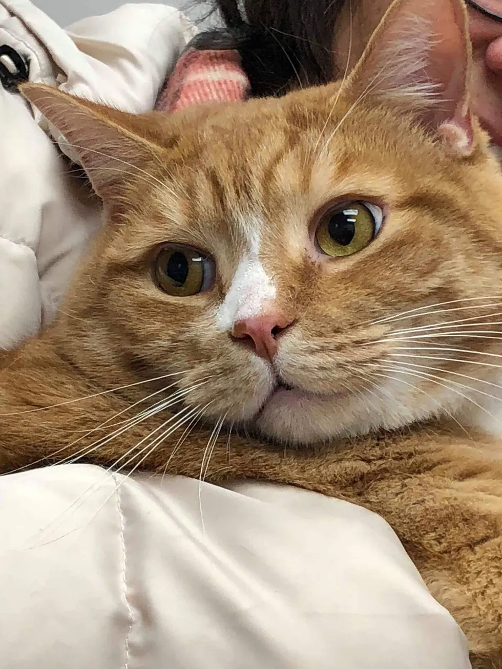 A rejected lap cat finds a loving family who adores and cherishes his cuddly nature. – ourplanet24.com