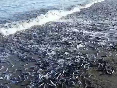 quoc. Natural Phenomena about millions of fish washed ashore Confounding Scientists (Video) - LifeAnimal