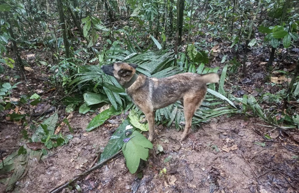 The intensive search for Wilson, the rescue dog, ends joyfully. Salute to this brave canine! – newsvaults.com