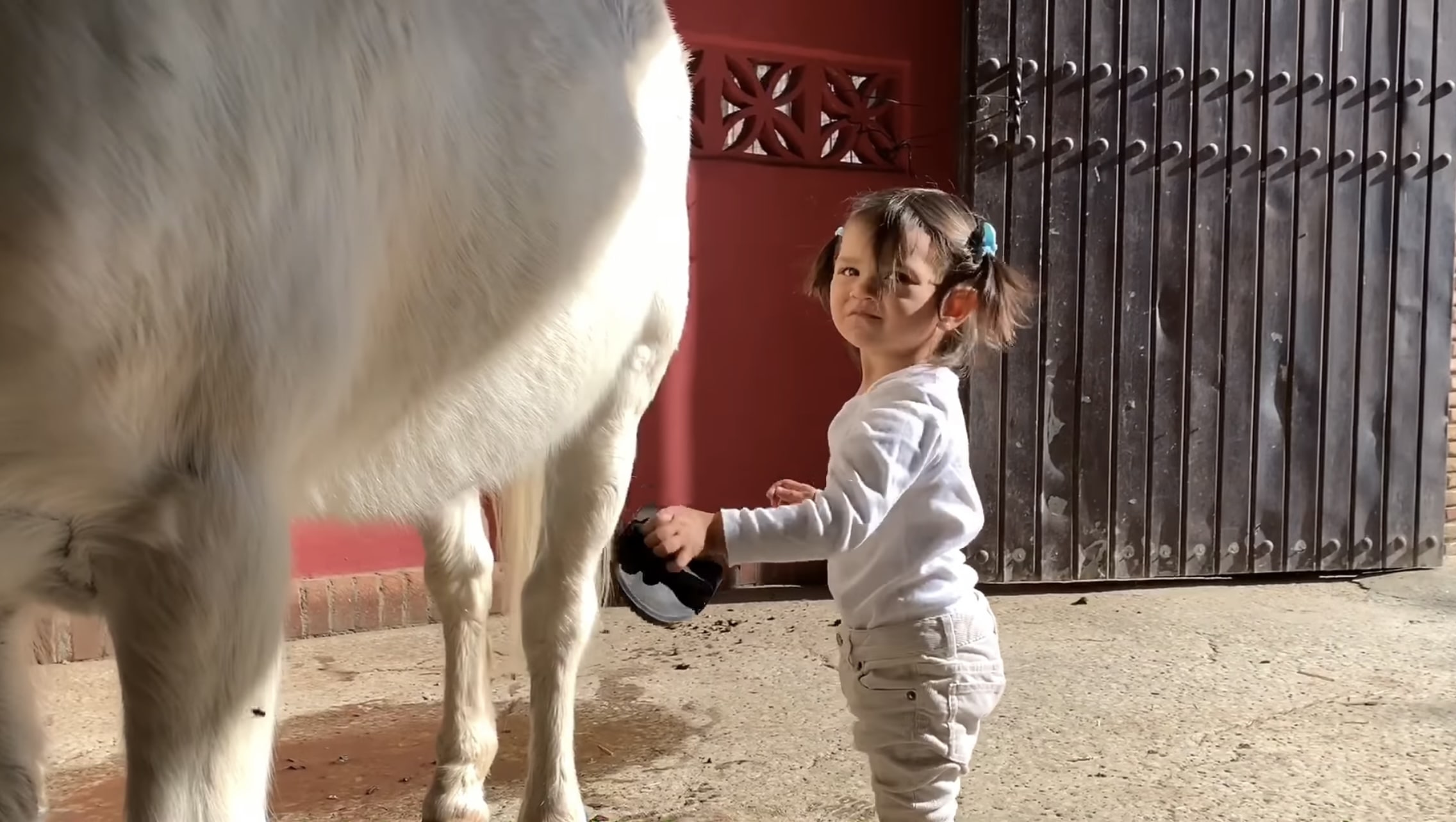 Heartwarming Harmony: The Enchanting Bond Between a Young Girl and Her Magical Pony (Video)