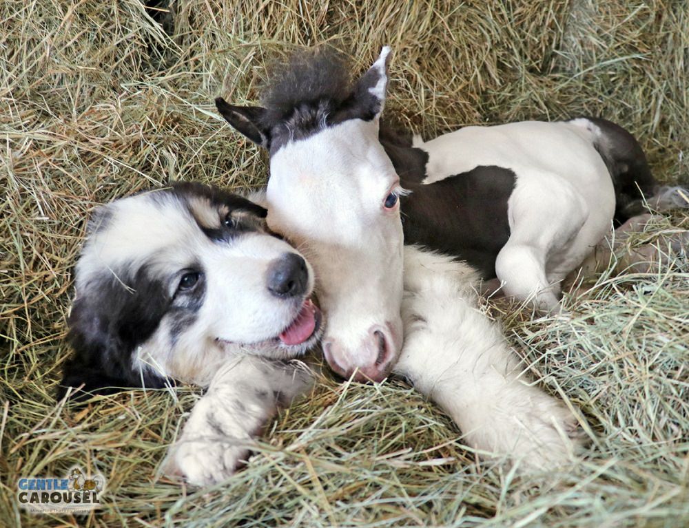 Heartwarming Connections: The Incredible Tale of a Mini Horse's Resilient Quest for Friendship (Video)