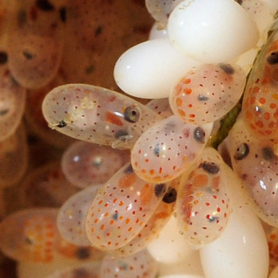 Mesmerizing Underwater Wonder: Thousands of Octopus Eggs Resemble 'Water Balls' Found in the Depths of Australian Sea!..D - LifeAnimal