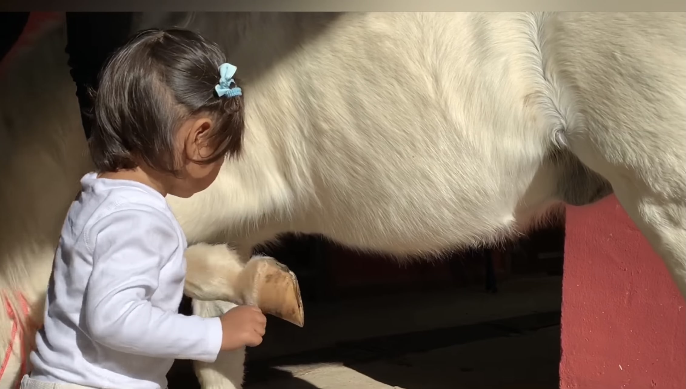 Heartwarming Harmony: The Enchanting Bond Between a Young Girl and Her Magical Pony (Video)