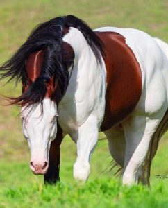 Omg, I'm amazed by his beauty! The beautiful Paint Quarter Horse has an unusually painted body with a distinctive black mane and blue eyes