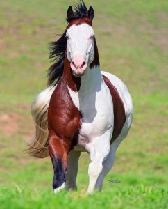 Omg, I'm amazed by his beauty! The beautiful Paint Quarter Horse has an unusually painted body with a distinctive black mane and blue eyes