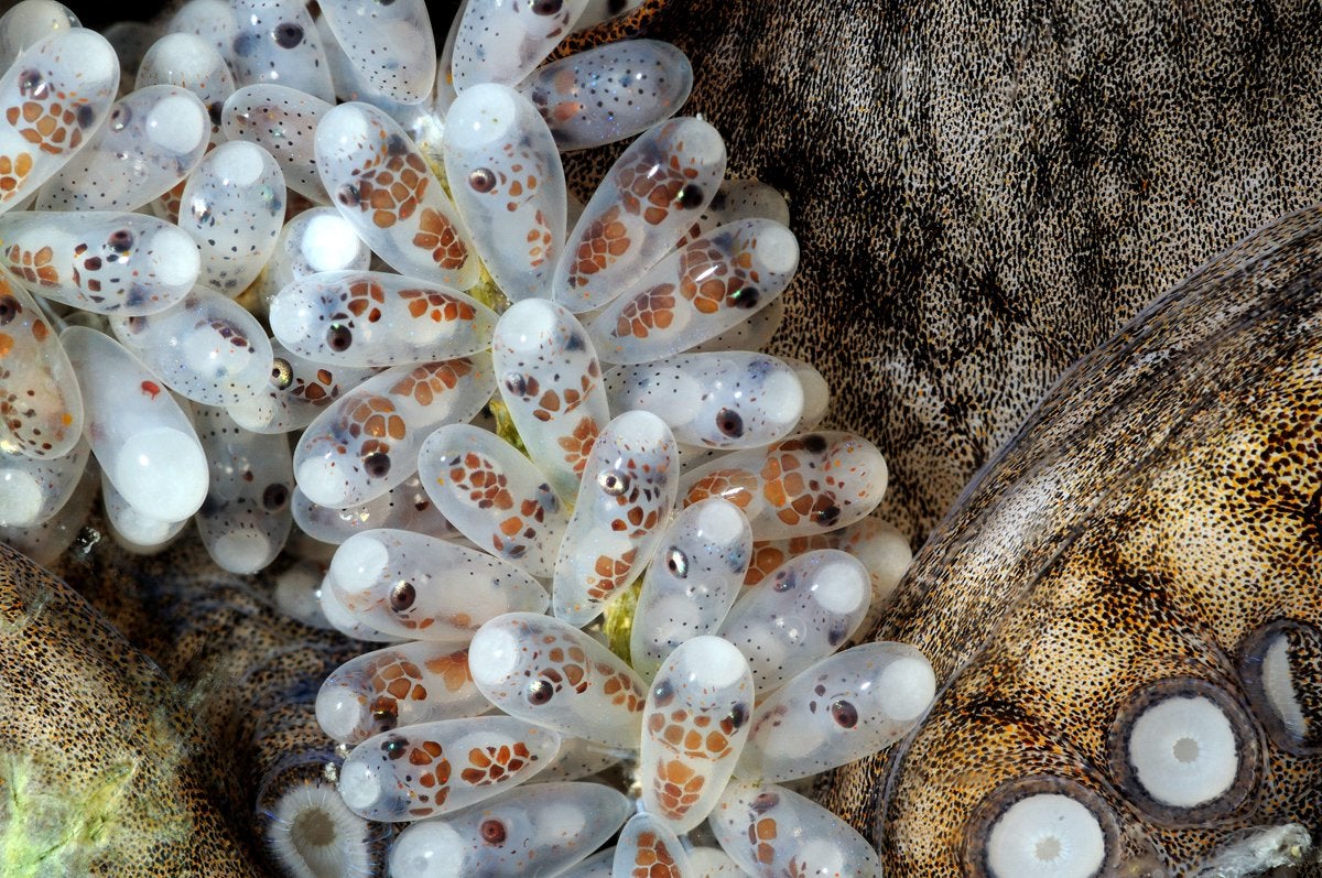 Mesmerizing Underwater Wonder: Thousands of Octopus Eggs Resemble 'Water Balls' Found in the Depths of Australian Sea!..D - LifeAnimal