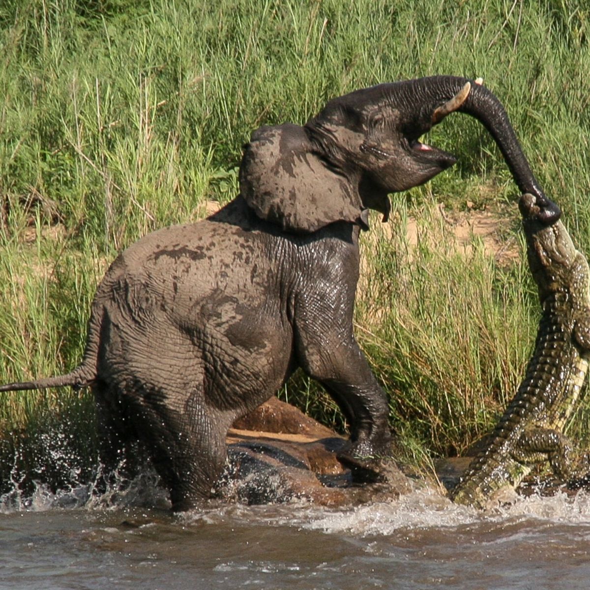 Brave Mother Elephant Protects Her Young, Defeats Crocodile Using Her Entire Body – Top News