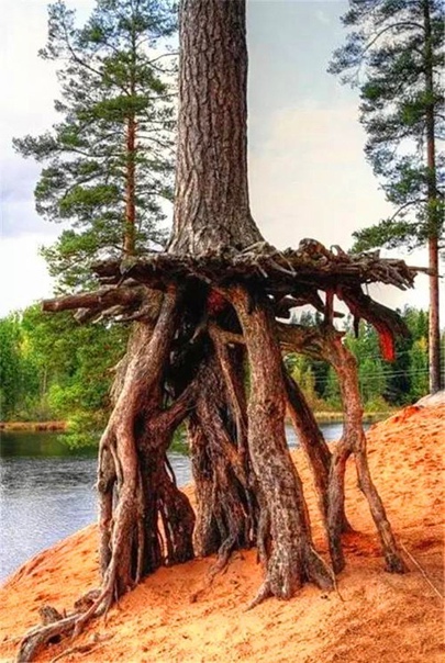 Unwavering Resilience: The Tree That Survived Despite Losing Its Soil - Edi Life