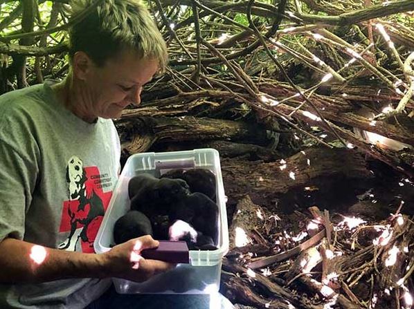 Even Though Her Leg Was Broken, the Mother Dog Carried All 13 of Her Puppies to the Safest Place to Hide - Lillise