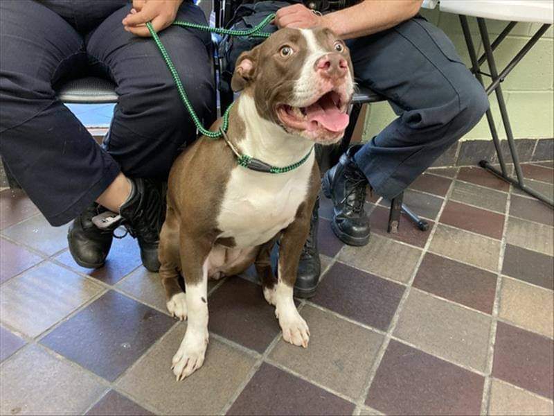 hd."An Unbreakable Bond: UPS Driver Adopts Loyal Pit Bull Who Waited Faithfully After Owner's Passing" - LifeAnimal