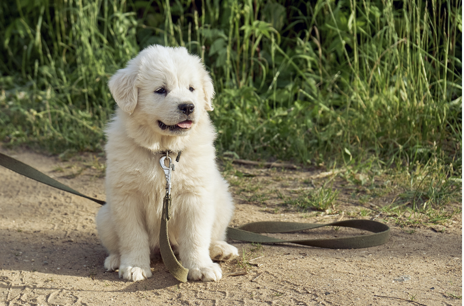 Heartbreaking Cruelty! Witness the rescue of a Great Pyrenees puppy cruelly thrown from a moving car, now on the path to healing. – newsvaults.com