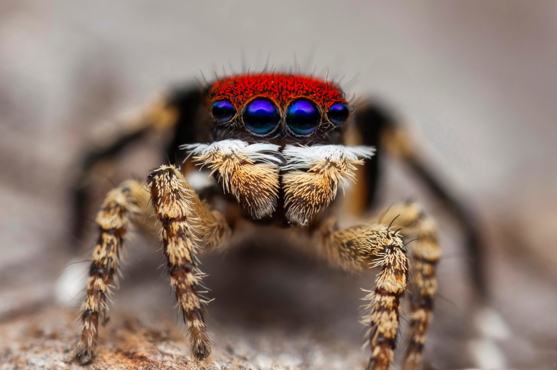 Awesome Facts About This Stгапɡe Creature: Spider's Dance to Woo its Mate - Sporting ABC