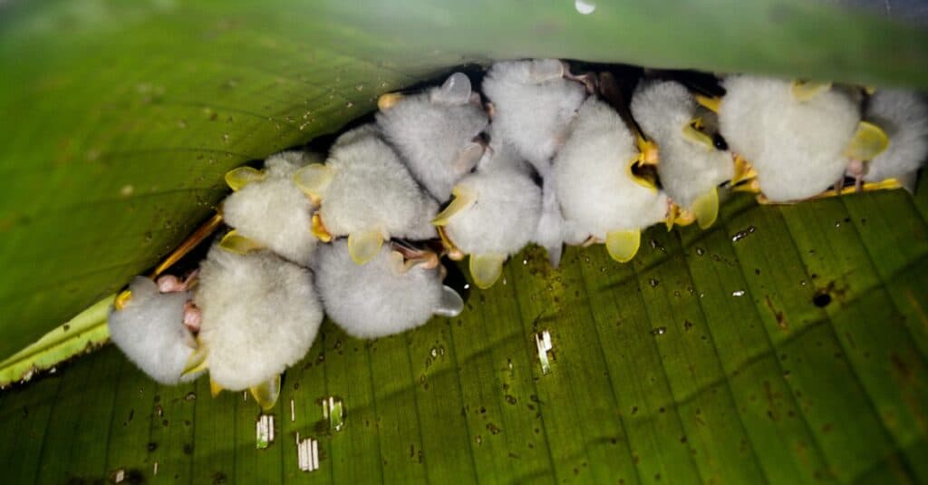 Meet Tiny Honduran Bats - The Most Adorable Thing You’ll See Today - Sporting ABC