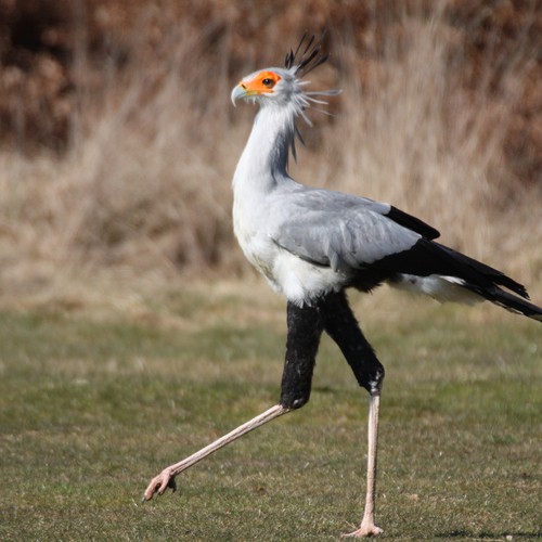 Secretary birds, towering at four feet tall, exhibit remarkable beauty and awe-inspiring ɡгасe. - Sporting ABC