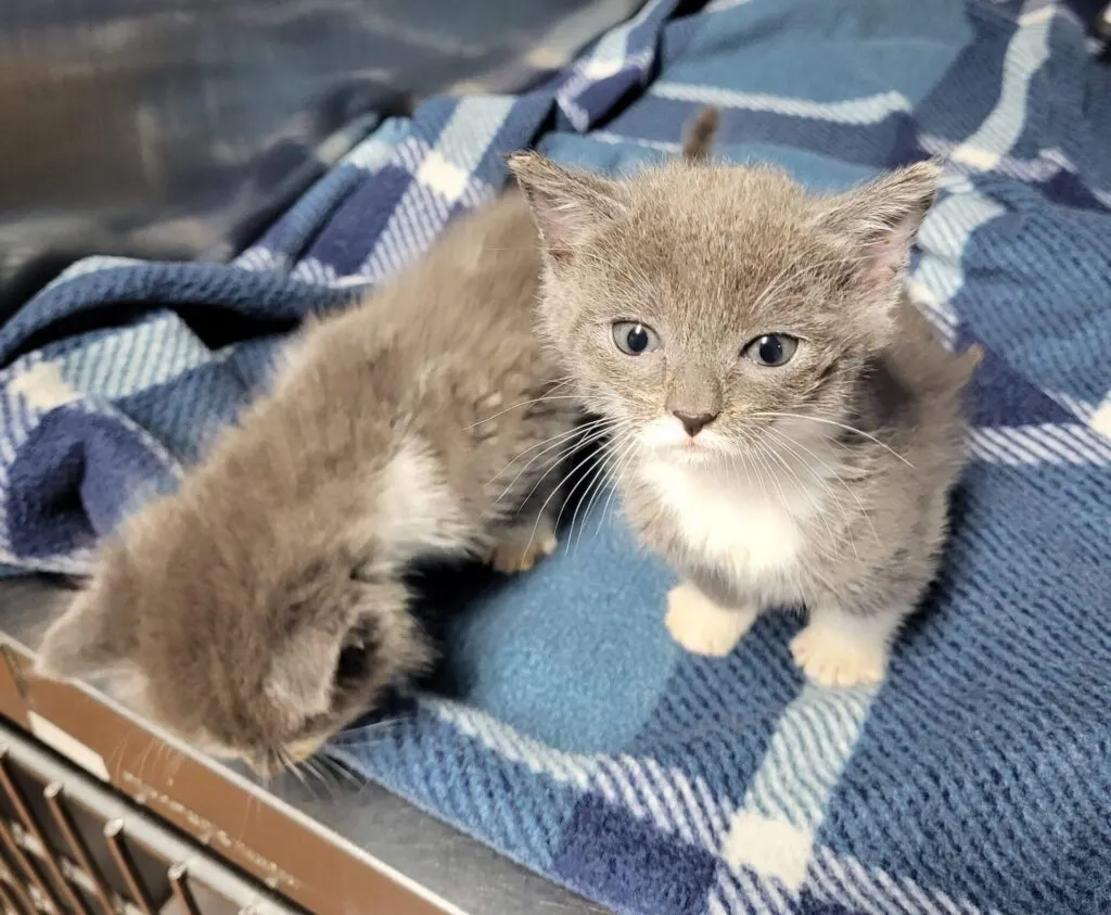 Two twin kittens survived a lawnmower accident despite losing both hind legs, and now they hope to be together forever