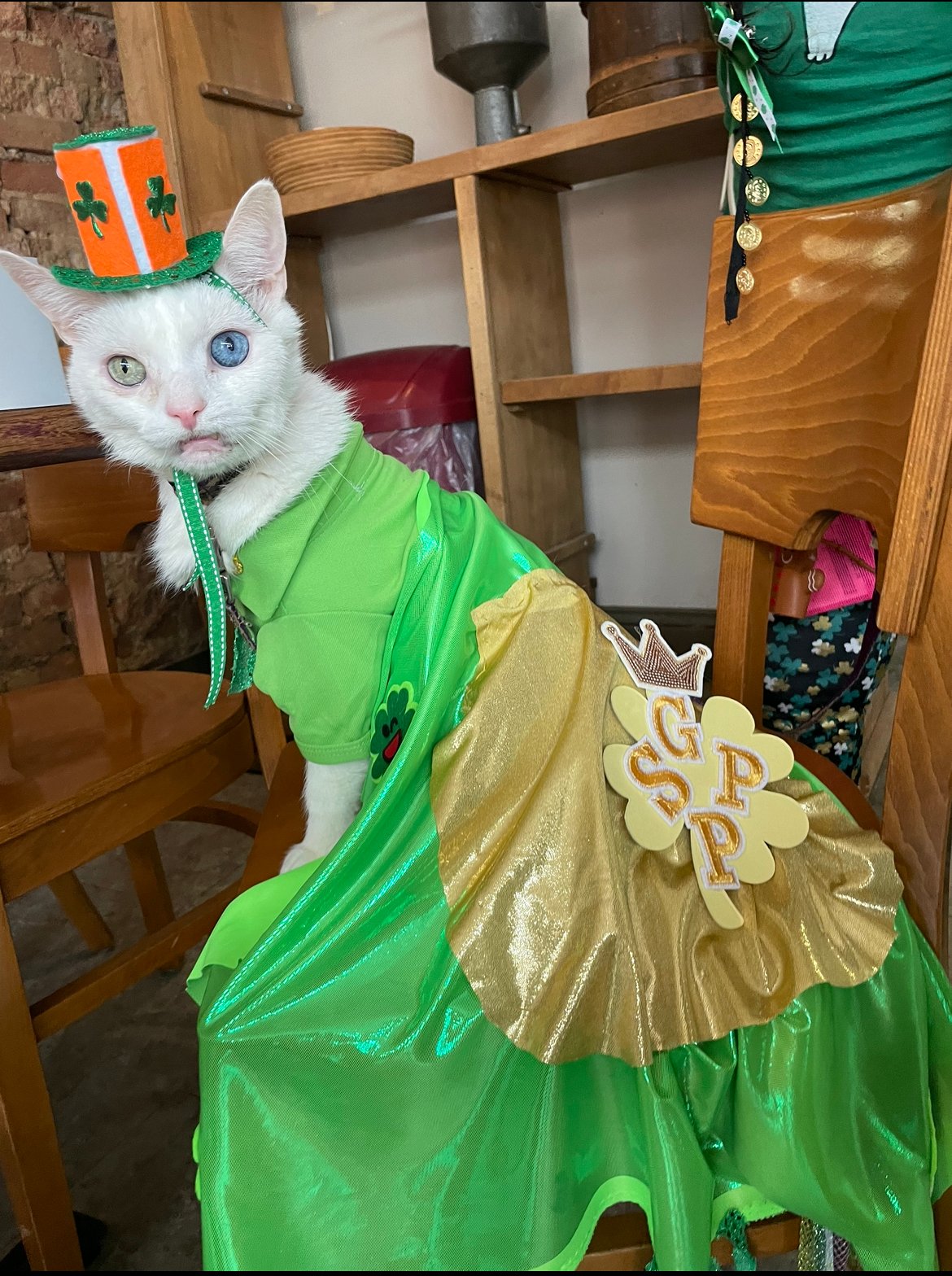 Introducing Prince Snowflake: The Most Eccentric Feline in the Area's Spotlight - Yeudon