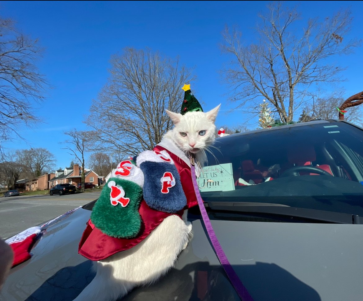 Introducing Prince Snowflake: The Most Eccentric Feline in the Area's Spotlight - Yeudon