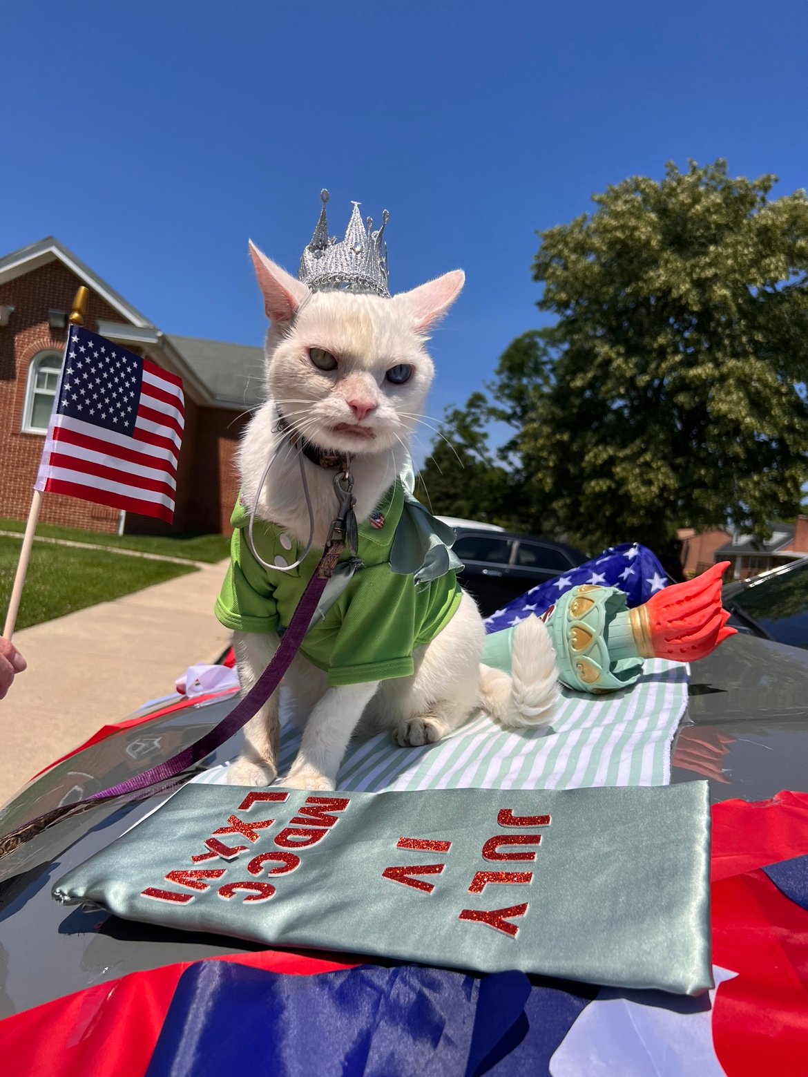 Introducing Prince Snowflake: The Most Eccentric Feline in the Area's Spotlight - Yeudon