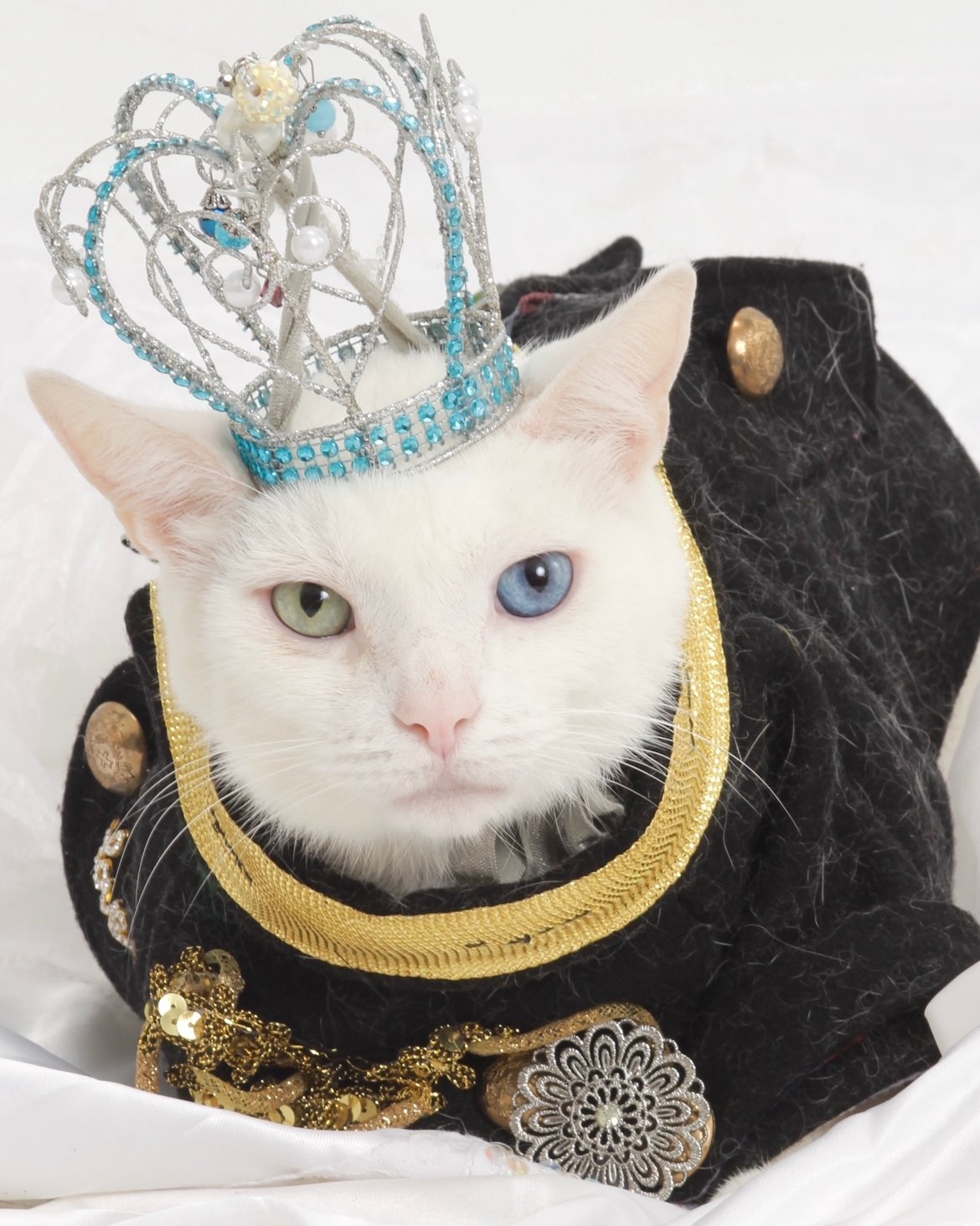 Introducing Prince Snowflake: The Most Eccentric Feline in the Area's Spotlight - Yeudon