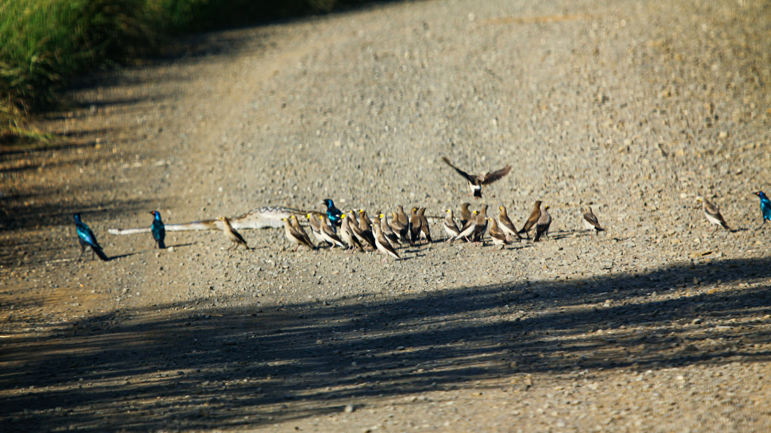 Angry Birds Seek Revenge on Python After One of Their Own Is Eaten - Sporting ABC