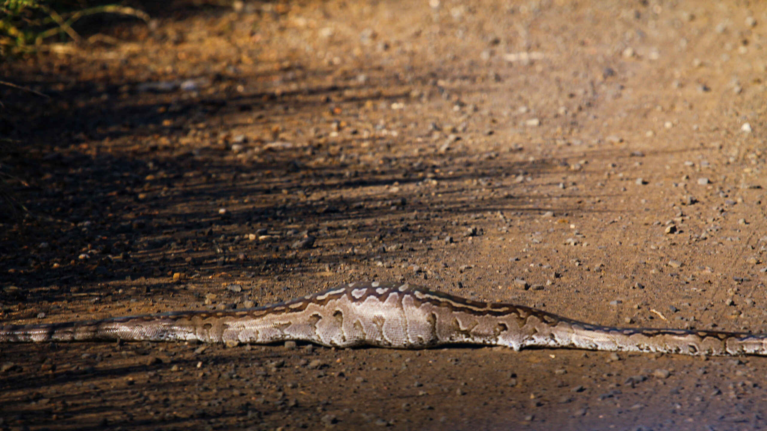 Angry Birds Seek Revenge on Python After One of Their Own Is Eaten - Sporting ABC