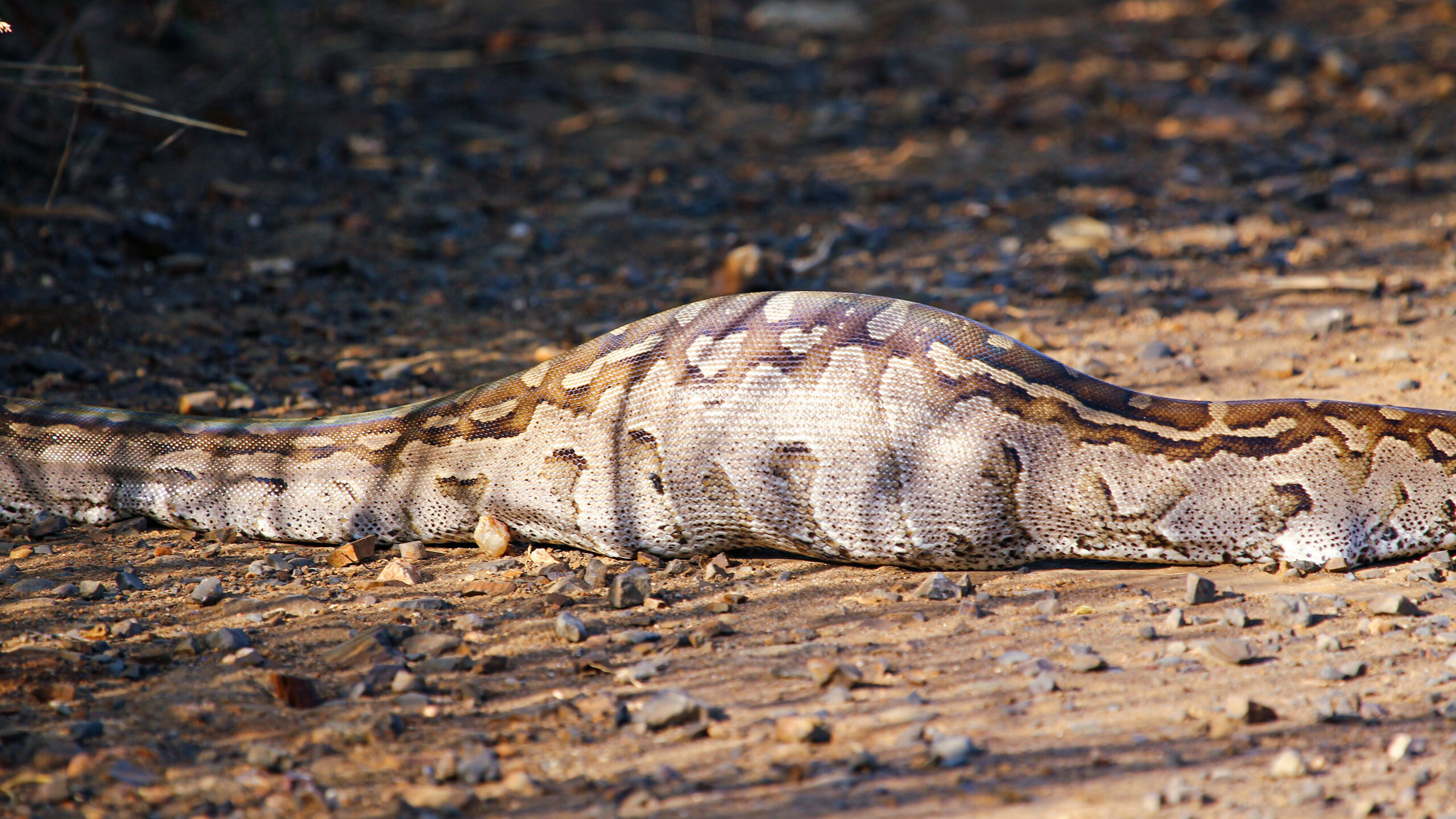 Angry Birds Seek Revenge on Python After One of Their Own Is Eaten - Sporting ABC