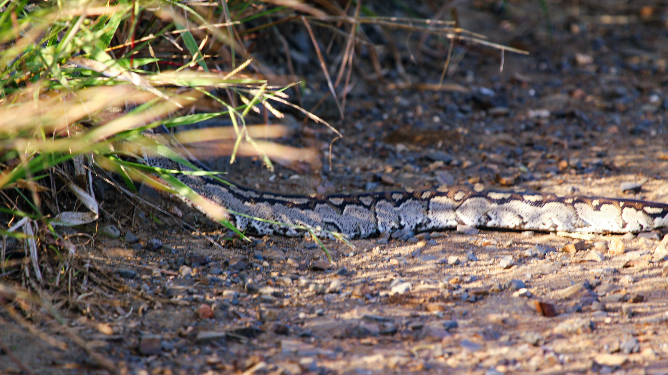 Angry Birds Seek Revenge on Python After One of Their Own Is Eaten - Sporting ABC