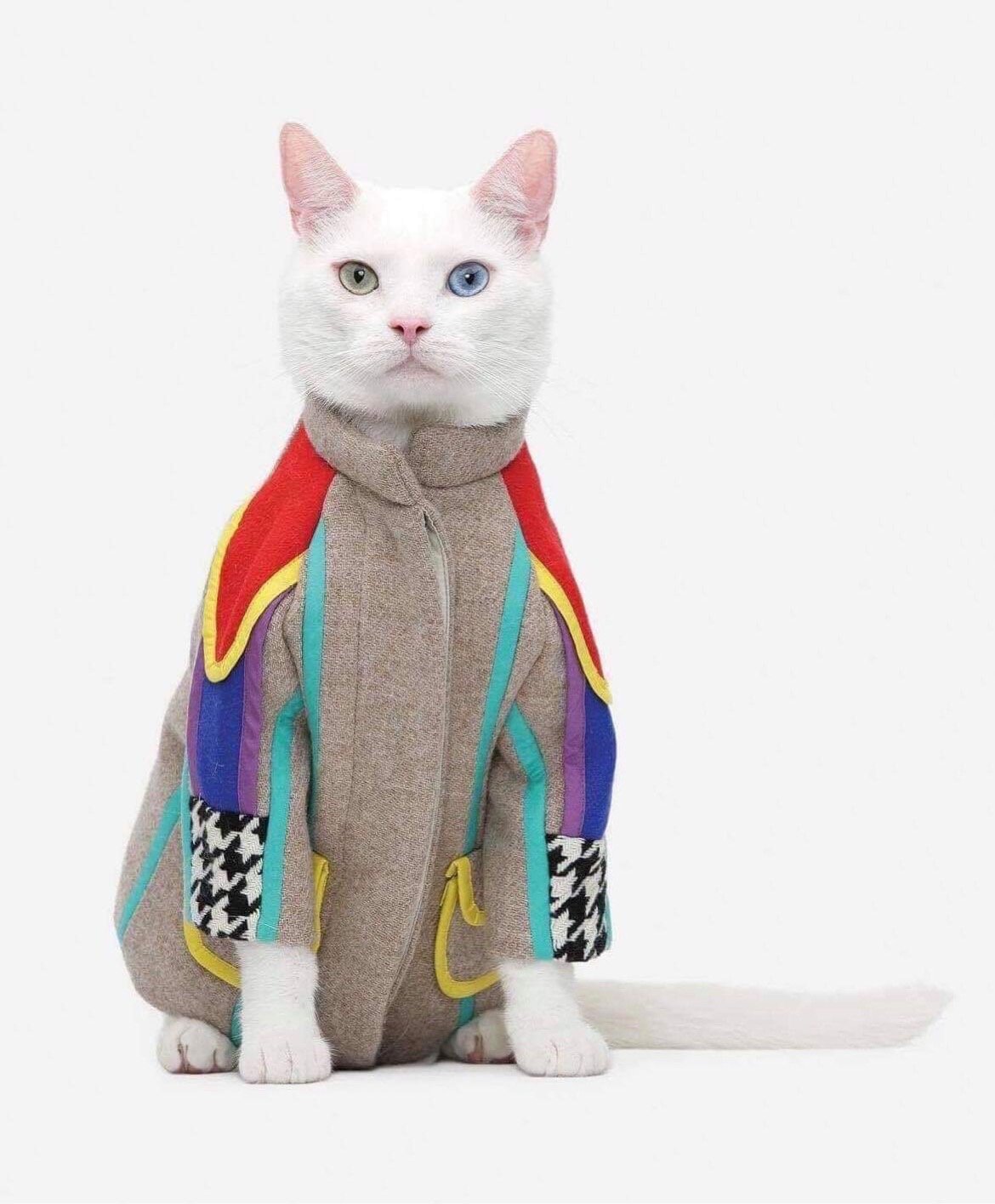 Introducing Prince Snowflake: The Most Eccentric Feline in the Area's Spotlight - Yeudon