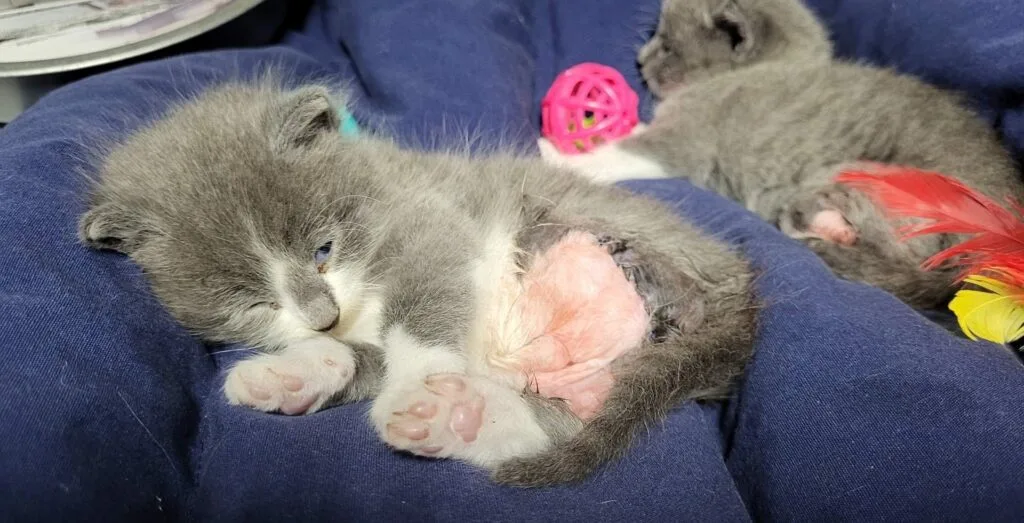 Two twin kittens survived a lawnmower accident despite losing both hind legs, and now they hope to be together forever