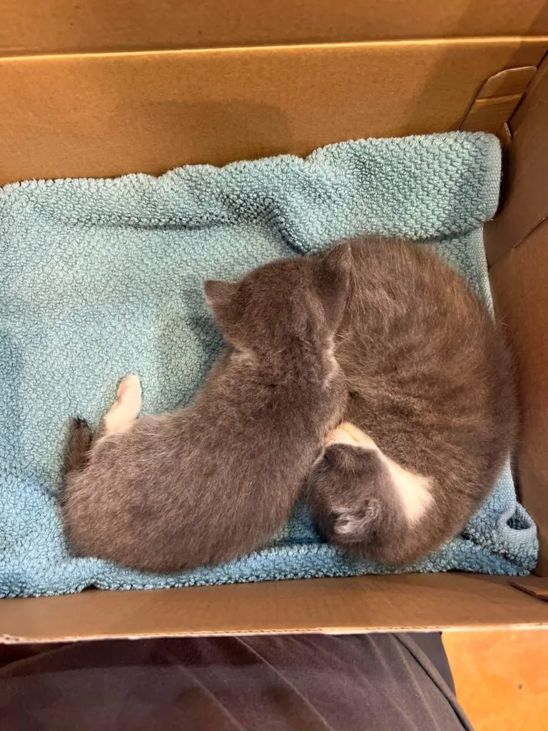 Two twin kittens survived a lawnmower accident despite losing both hind legs, and now they hope to be together forever