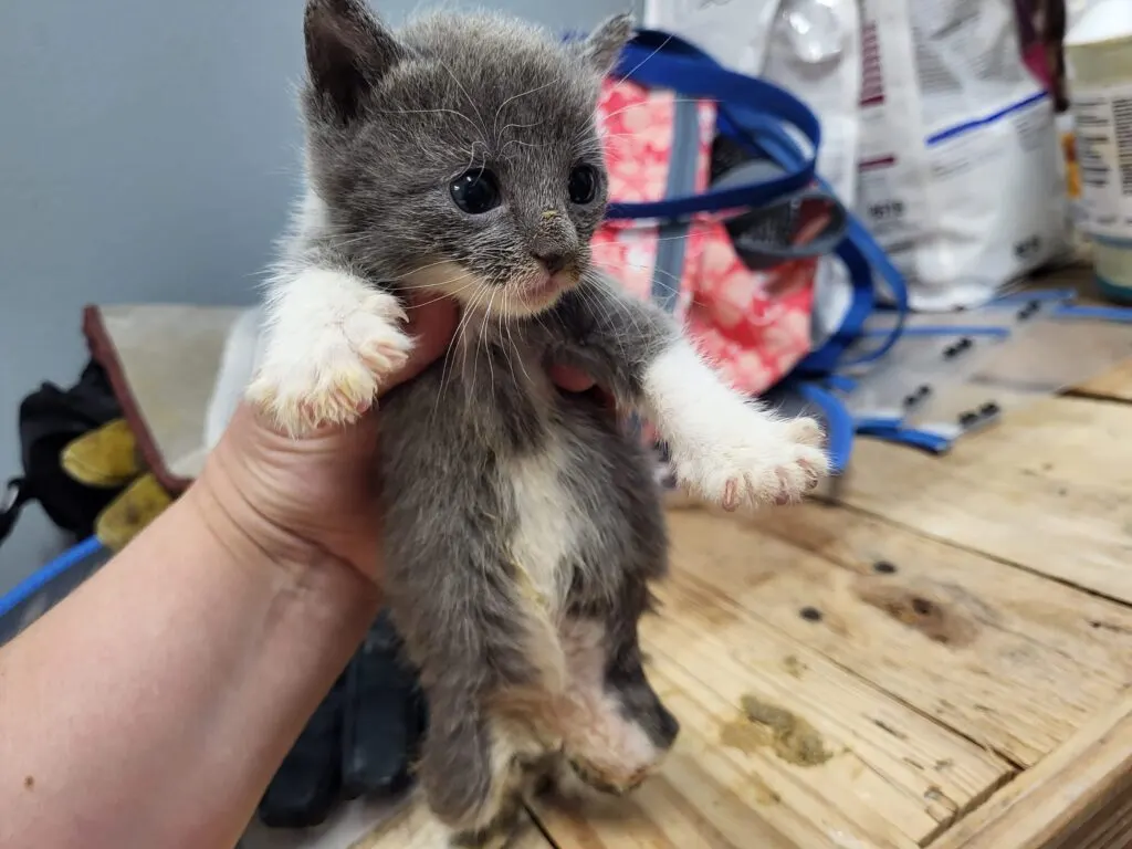 Two twin kittens survived a lawnmower accident despite losing both hind legs, and now they hope to be together forever