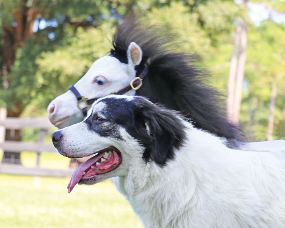 Heartwarming Connections: The Incredible Tale of a Mini Horse's Resilient Quest for Friendship (Video)