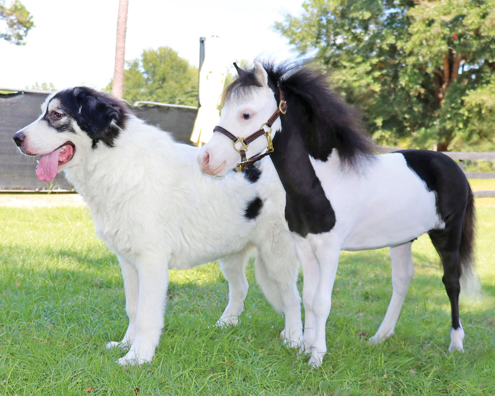 Heartwarming Connections: The Incredible Tale of a Mini Horse's Resilient Quest for Friendship (Video)