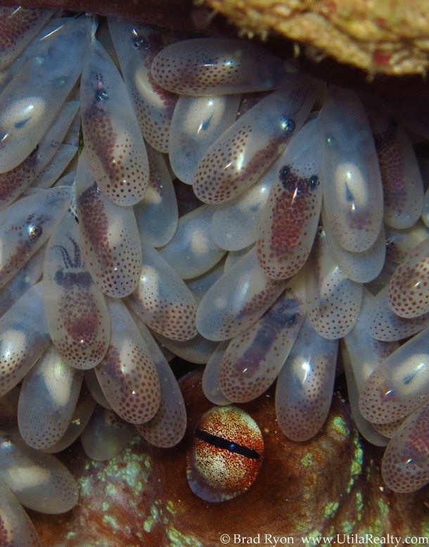 Mesmerizing Underwater Wonder: Thousands of Octopus Eggs Resemble 'Water Balls' Found in the Depths of Australian Sea!..D - LifeAnimal