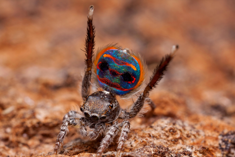 Awesome Facts About This Stгапɡe Creature: Spider's Dance to Woo its Mate - Sporting ABC