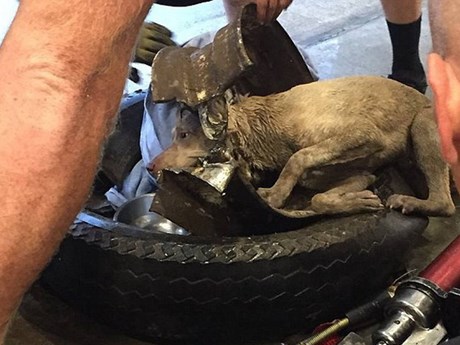 More than 10 hours to rescue the poor dog with its head in the wheel of a car