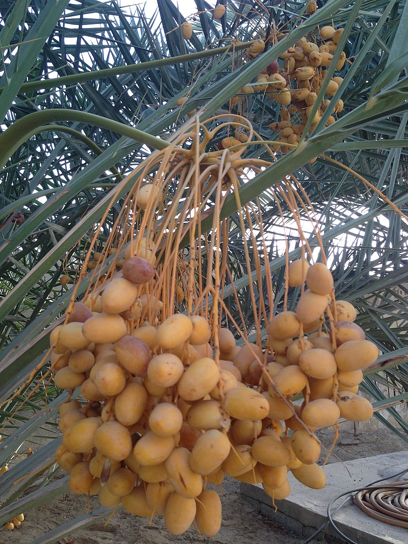 The Betel Leaf Plant – Weavıng Cultural Tradıtıons and Culınarƴ Delıghts -