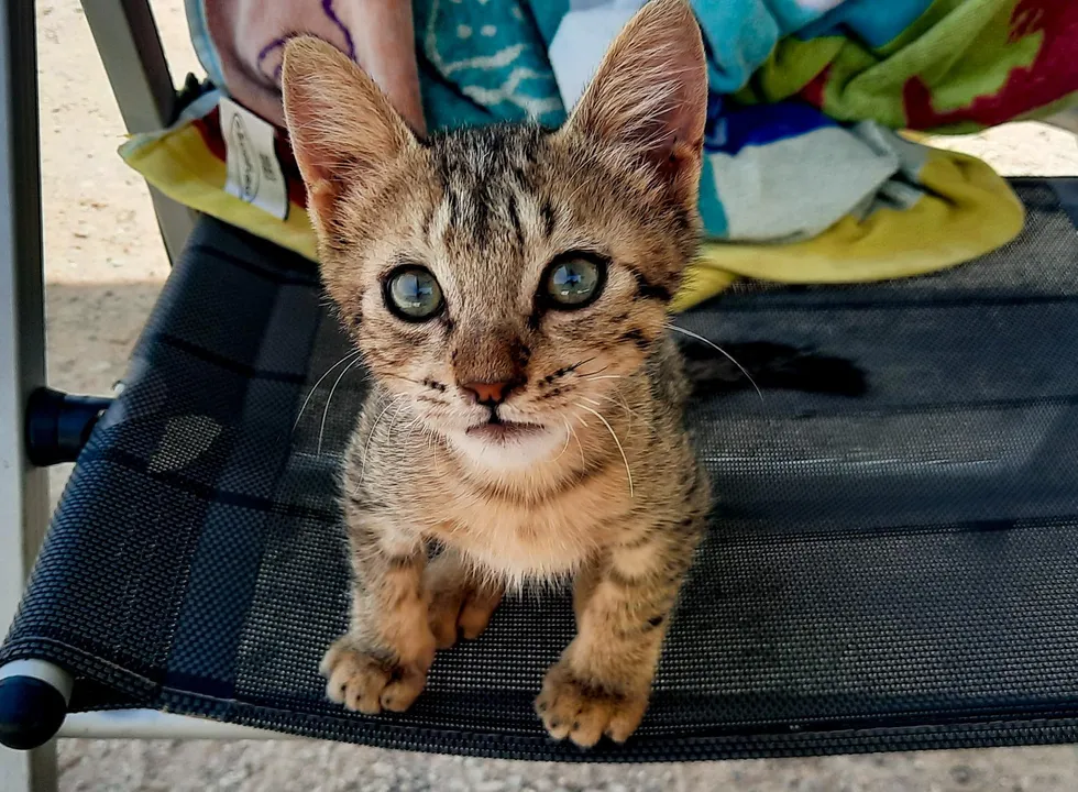 "Spontaneous Kitten Enthusiastically Joins Beach-Going Couple on Adventure" - 8quynhon