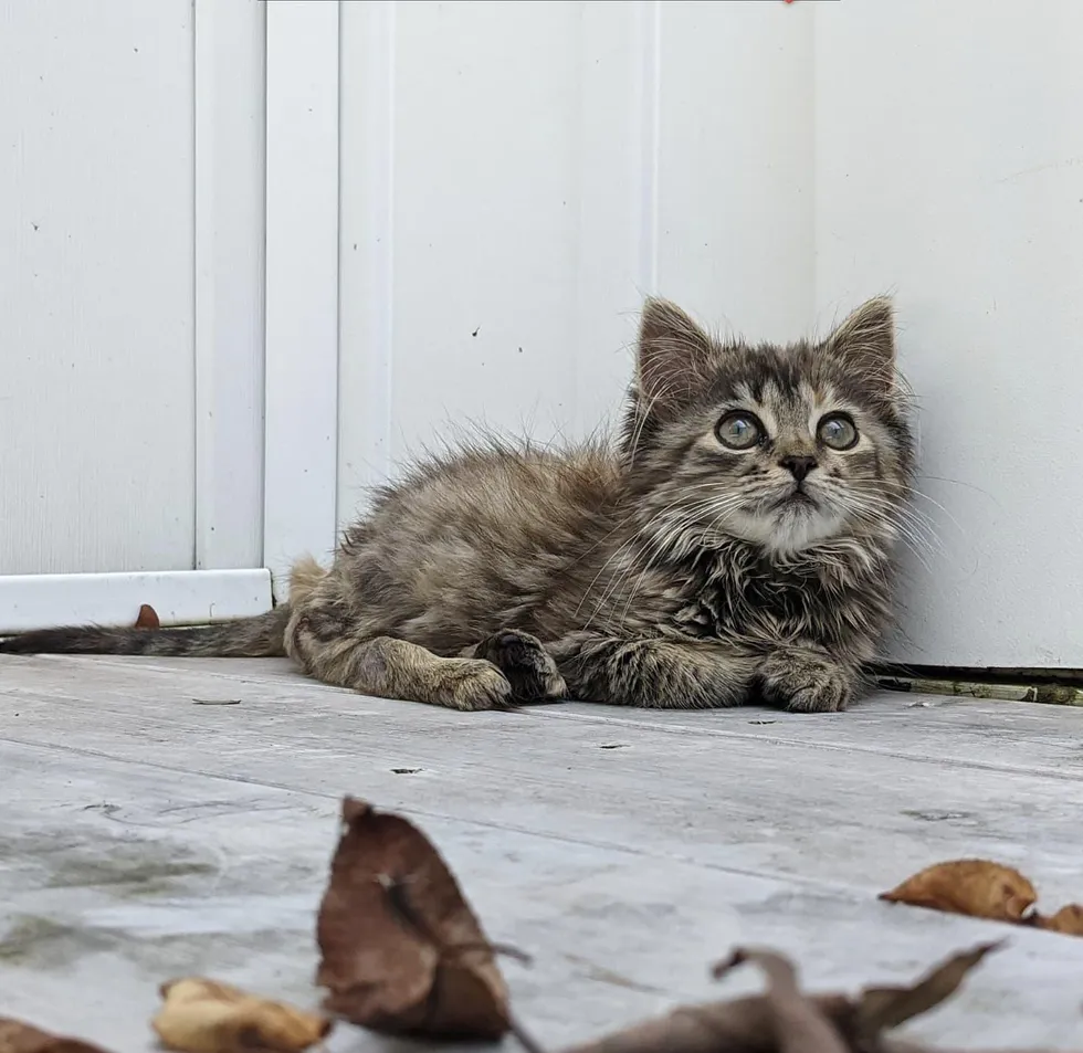 An Irresistible Kitten Melts Hearts as She Fearlessly Embraces a Joyful Existence, Enchanting All with Endless Happiness. – ourplanet24.com