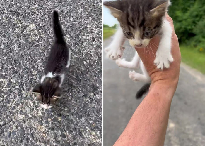 A man was “ambushed” by kittens as he stopped on the side of the road to rescue one, highlighting the adorable and playful nature of felines. – The News Volcano