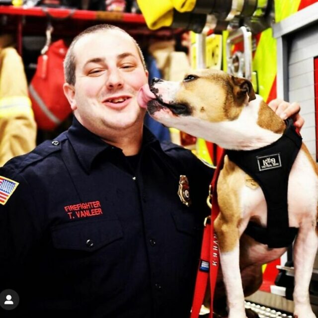 Hansel, Former Dogfighting Victim Turned Arson Detection K-9, Finds Home with Millville Fire Department - Puppies Love